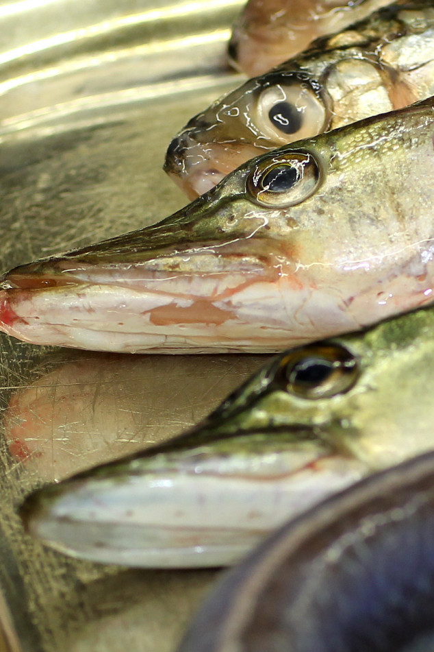 Resi_Fisch_Nah Resi_Fisch_Nah